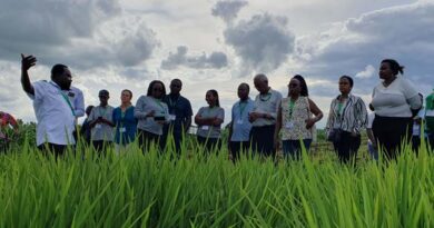 Climate-Resilient and Eco-Friendly Rice For Africa Welcomes KALRO Into Its Fold