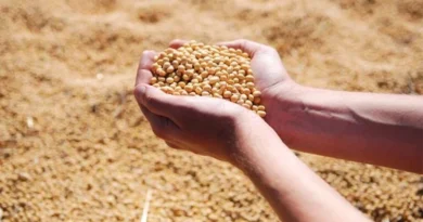 2025/26 Brazil Soy Acreage to Expand 2%, Production of 173.0 mt