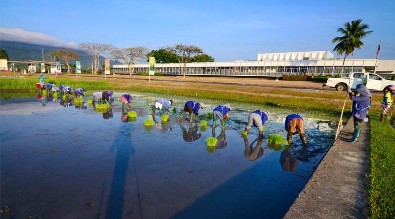 AI Unlocks Secrets Of Rice Yield Sustainability After 50 Years Of Continuous Cropping