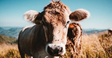 New World Screwworm (NWS): A Global Threat to Livestock and Agriculture