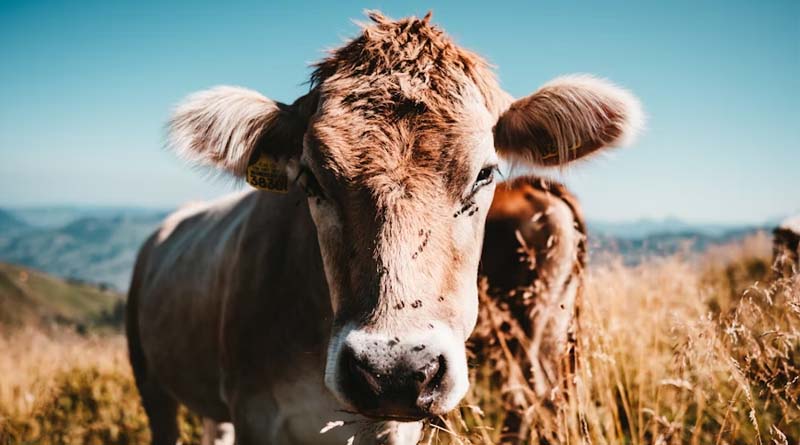 New World Screwworm (NWS): A Global Threat to Livestock and Agriculture
