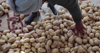 Lesotho’s Potato Priority