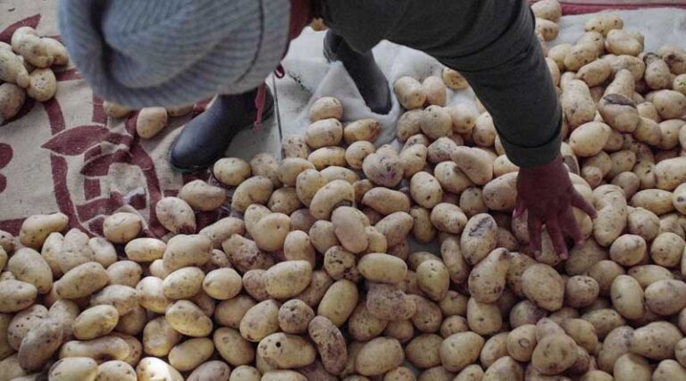 Lesotho’s Potato Priority