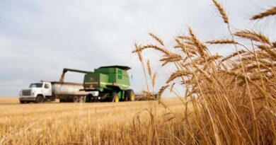 Brazil Modernizes Environmental Licensing: New Law Balances Agribusiness Growth and Sustainability