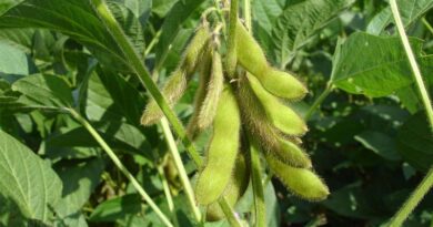 Sustainable Soybean Production in Brazil: How Low-Carbon Soybean Farming Works
