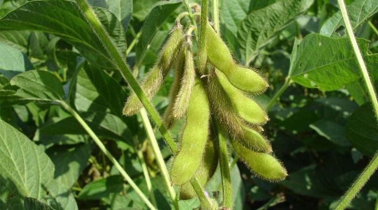 Sustainable Soybean Production in Brazil: How Low-Carbon Soybean Farming Works