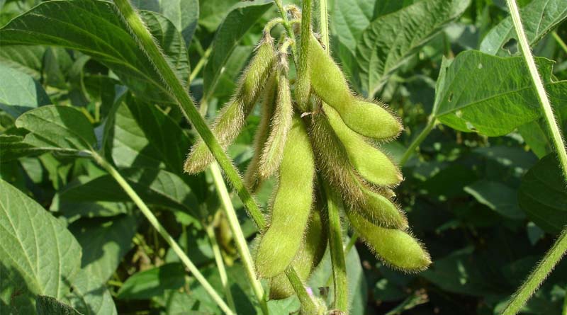 Sustainable Soybean Production in Brazil: How Low-Carbon Soybean Farming Works