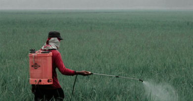 Uttar Pradesh Government Bans 11 Insecticides on Paddy, CCFI Takes Legal Route