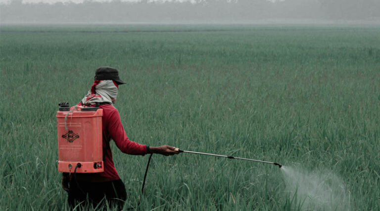 Uttar Pradesh Government Bans 11 Insecticides on Paddy, CCFI Takes Legal Route