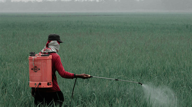 Uttar Pradesh Government Bans 11 Insecticides on Paddy, CCFI Takes Legal Route