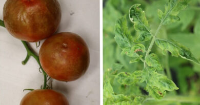 A Tomato Line That’s Ripe for the Picking