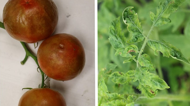 A Tomato Line That’s Ripe for the Picking