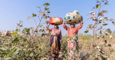 Is TSV Virus Alone to Blame for India’s Low Cotton Productivity? What China Is Doing Differently