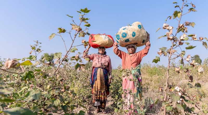 Is TSV Virus Alone to Blame for India’s Low Cotton Productivity? What China Is Doing Differently