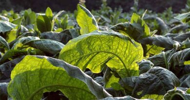 India’s FCV Tobacco Boosts Farmer Incomes, Exports More Than Double