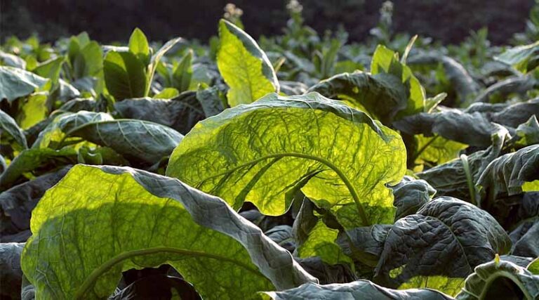 India’s FCV Tobacco Boosts Farmer Incomes, Exports More Than Double