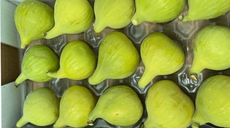 2025 California Fresh Fig Season Is Officially Underway