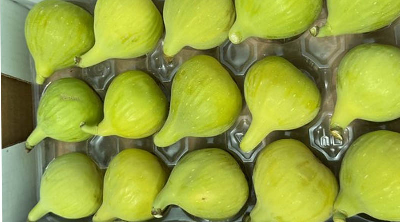 2025 California Fresh Fig Season Is Officially Underway