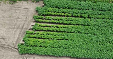 The James Hutton Institute Joins €4.9 Million Project To Develop Sustainable Alternatives To Harmful Pesticides