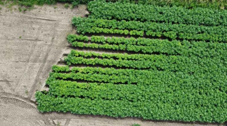 The James Hutton Institute Joins €4.9 Million Project To Develop Sustainable Alternatives To Harmful Pesticides