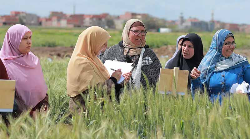 New Book Explores The Political Economy Of Egypt’s Wheat Sector