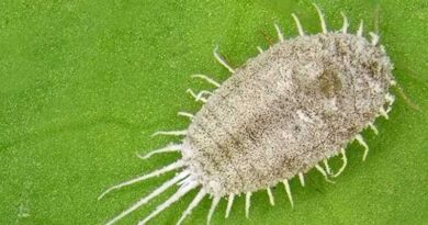 Seal Victory Over Long-tailed Mealybugs In Grapevines
