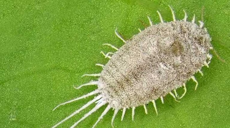 Seal Victory Over Long-tailed Mealybugs In Grapevines