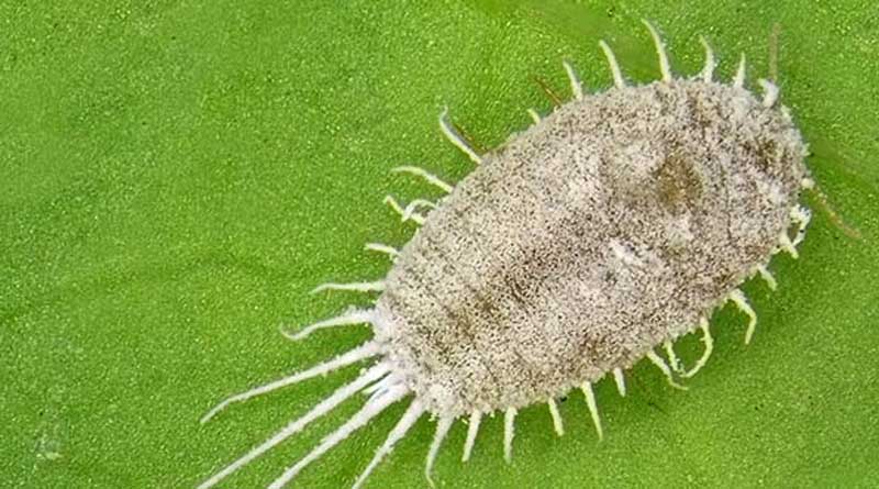 Seal Victory Over Long-tailed Mealybugs In Grapevines