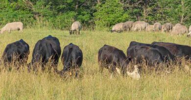 Cattle Chat: Maximizing Pasture Potential, THe Science Behind Multi-species Grazing