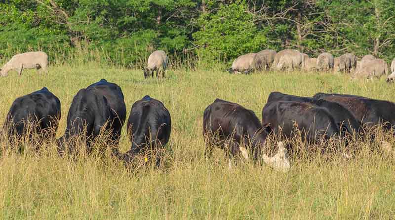 Cattle Chat: Maximizing Pasture Potential, THe Science Behind Multi-species Grazing