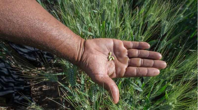 A Good Global Investment for the United Kingdom How investing in CIMMYT reduces global poverty and benefits U.K. citizens