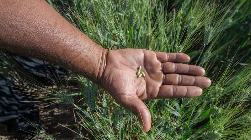 A Good Global Investment for the United Kingdom How investing in CIMMYT reduces global poverty and benefits U.K. citizens