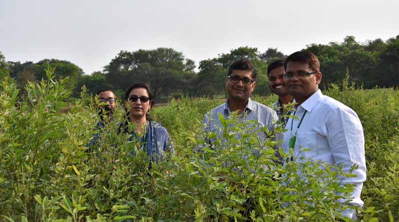 ICRISAT and Partners Discover New Gene for Sterility Mosaic Disease Resistance in Pigeonpea