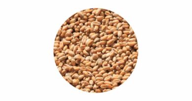 Grain Nutrient Sampling Autumn 2025