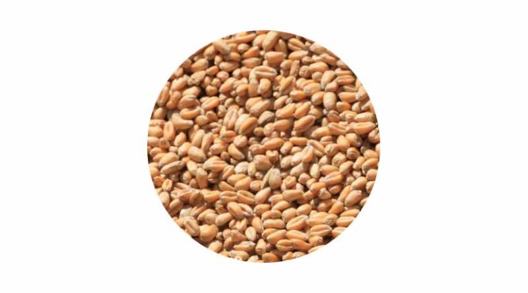 Grain Nutrient Sampling Autumn 2025