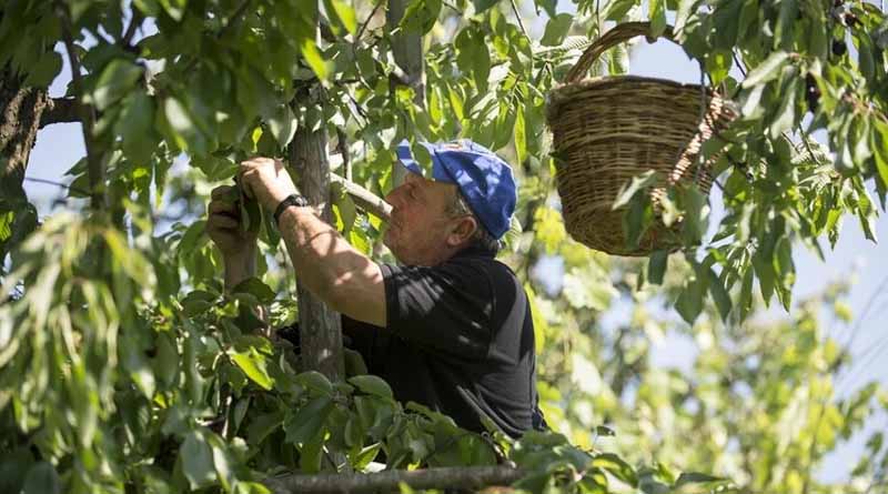 From Market, For Market: How Grower Feedback Drives Innovation