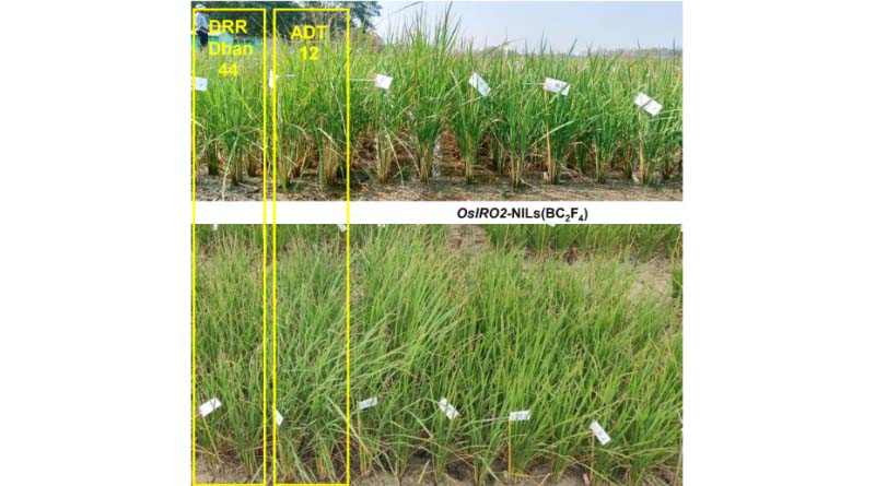 New Rice Gene Variant Boosts Yield Under Drought - IRRI