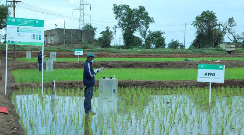 The Good Rice Alliance Awarded ‘ae’, A Top Quartile Ex Ante Rating, By Bezero Carbon