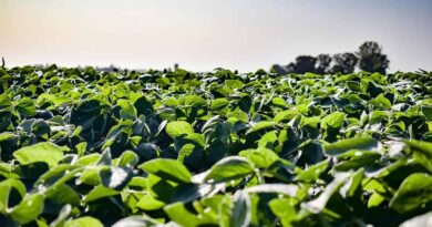 Top Soybean Diseases in India and Their Effective Chemical Control