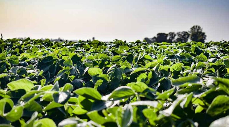 Top Soybean Diseases in India and Their Effective Chemical Control