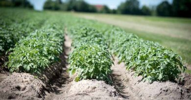 Top Pests in Soybean and Their Chemical Control: Dosages and Application Timing