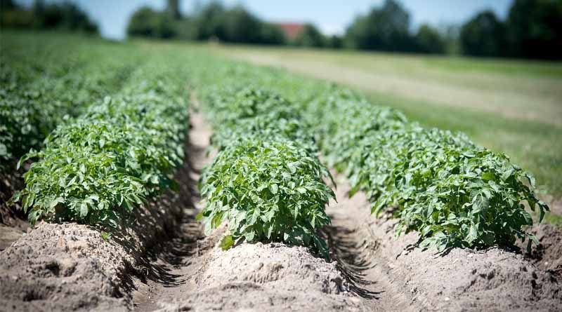 Top Pests in Soybean and Their Chemical Control: Dosages and Application Timing