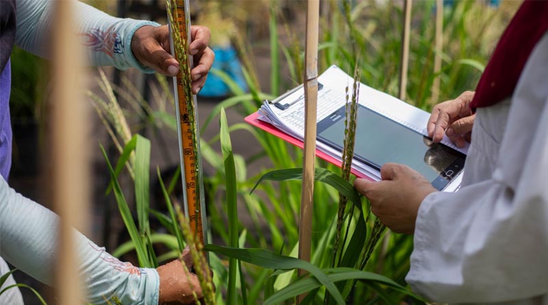 IRRI’s New Strategic Appointments To Advance Integrated Research And Global Impact