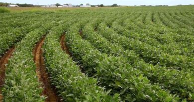 Preventing Soybean Yellow Mosaic Virus: Proven Strategies for Indian Farmers