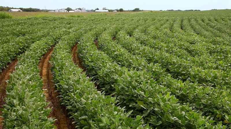 Preventing Soybean Yellow Mosaic Virus: Proven Strategies for Indian Farmers
