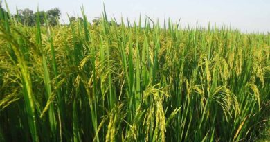 Record Increase in Maize and Rice Sowing in India, Soybean Area Sees Slight Decline
