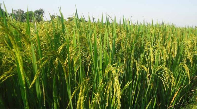 Record Increase in Maize and Rice Sowing in India, Soybean Area Sees Slight Decline