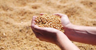 Digital Wave Redefines Madhya Pradesh’s Agricultural Markets