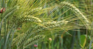 CABI Working Paper Explores Impacts And Management Strategies To Tackle Wheat Stem Rust In East Africa