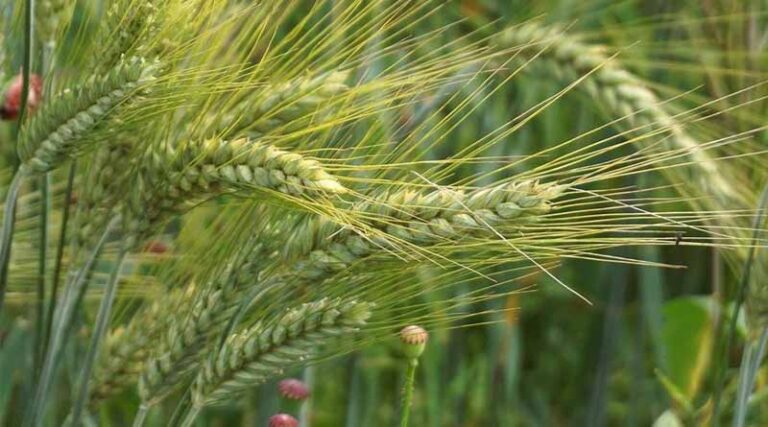 CABI Working Paper Explores Impacts And Management Strategies To Tackle Wheat Stem Rust In East Africa